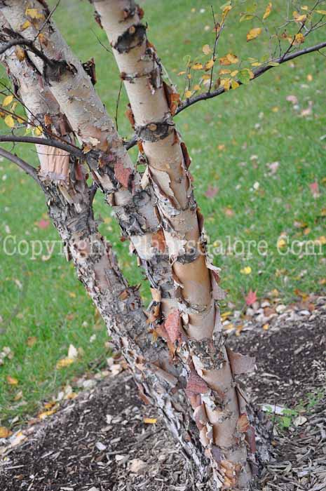 PGC-T-Betula-nigra-aka-River-Birch-6