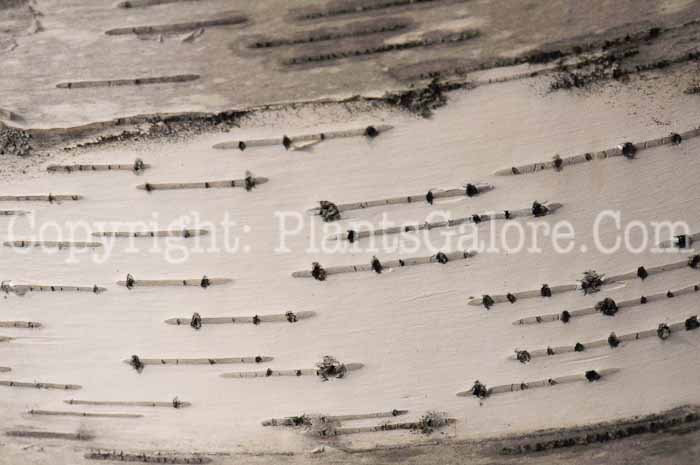 PGC-T-Betula-papyrifera-aka-Paperbark-or-Canoe-Birch-3-5