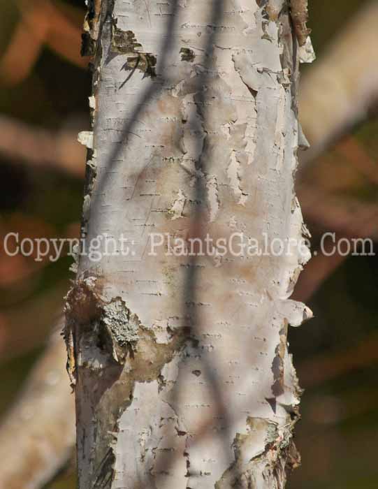PGC-T-Betula-platyphylla-var-madshurica-aka-Asian-White-Birch-3-3