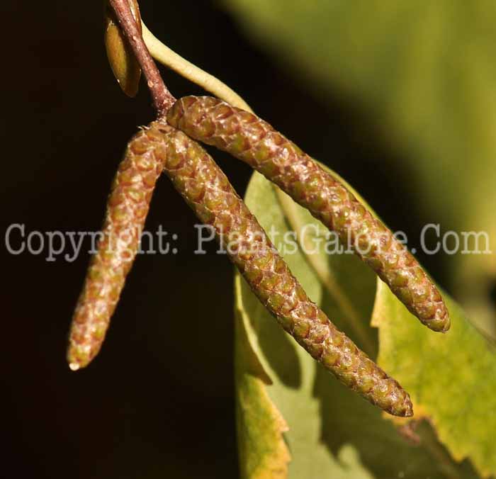 PGC-T-Betula-populifolia-Royal-Frost-aka-Royal-Frost-Birch-2