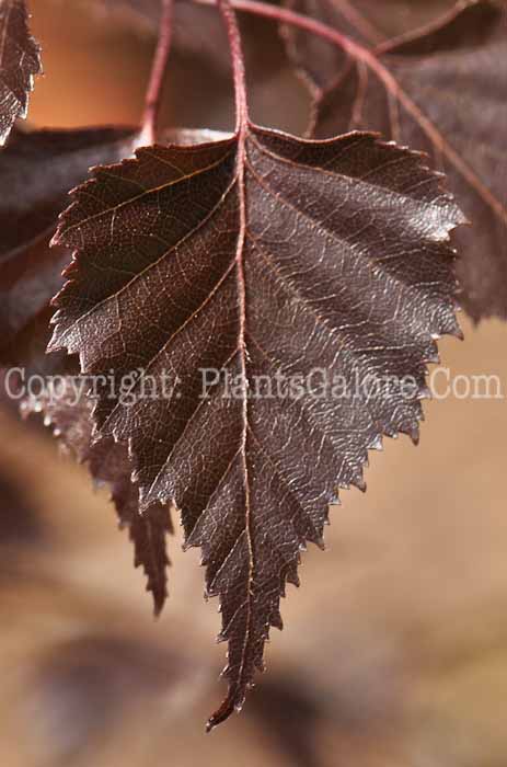 PGC-T-Betula-populifolia-Royal-Frost-aka-Royal-Frost-Birch-3