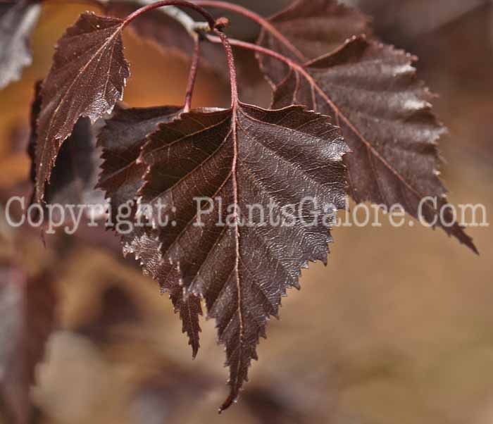 PGC-T-Betula-populifolia-Royal-Frost-aka-Royal-Frost-Birch-4