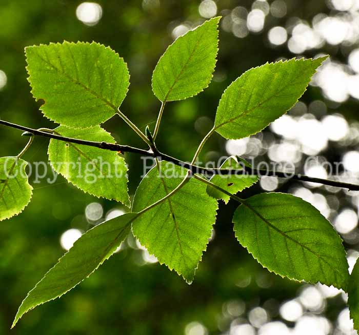 PGC-T-Betula-utilis-ssp-jacquemontii-aka-Jacquemontii-Himalayan-Birch-2