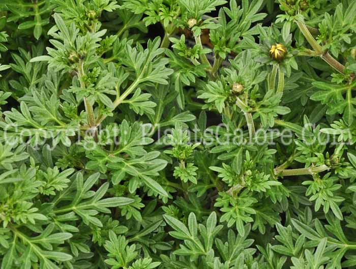 PGC-A-Bidens-Divine-Goldilocks-Rocks-2010-003