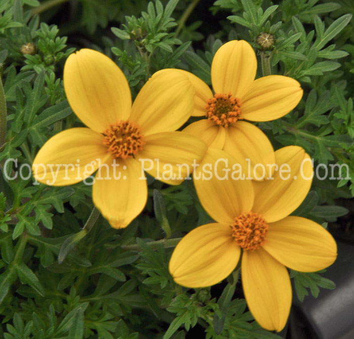 PGC-A-Bidens-Divine-Goldilocks-Rocks-2010-002