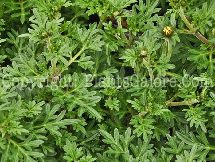 PGC-A-Bidens-Divine-Goldilocks-Rocks-2010-003