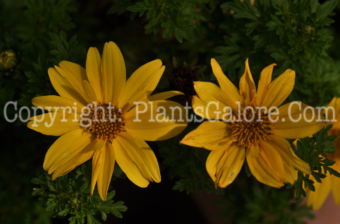 PGC-A-Bidens-Marietta-Gold-Spark-2012-1