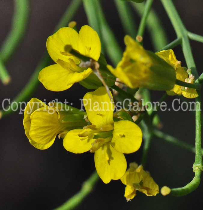 PGC-A-Brassica-napus-aka-Rape-813-1