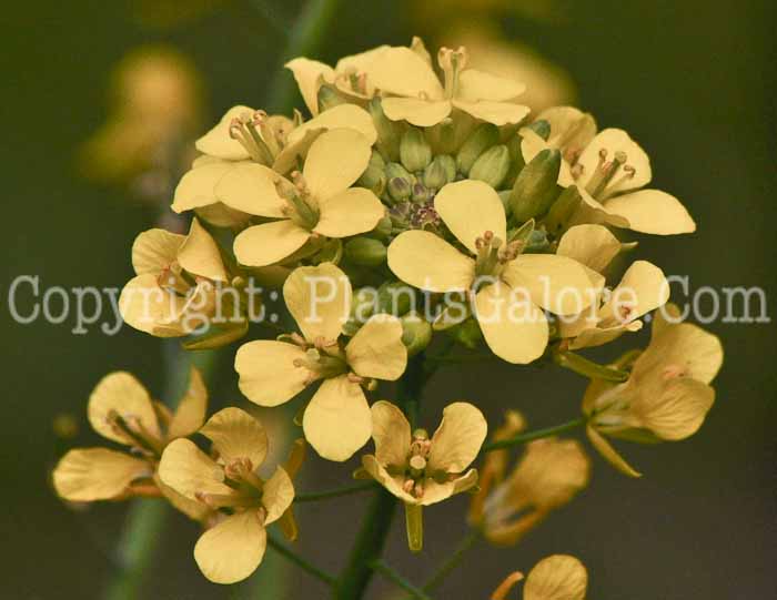 PGC-A-Brassica-rapa-aka-Field-Mustard-03