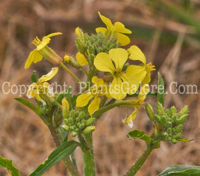 PGC-A-Brassica-rapa-aka-Field-Mustard-2