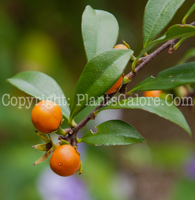 PGC-S-Brunfelsia-nitida-0114-1
