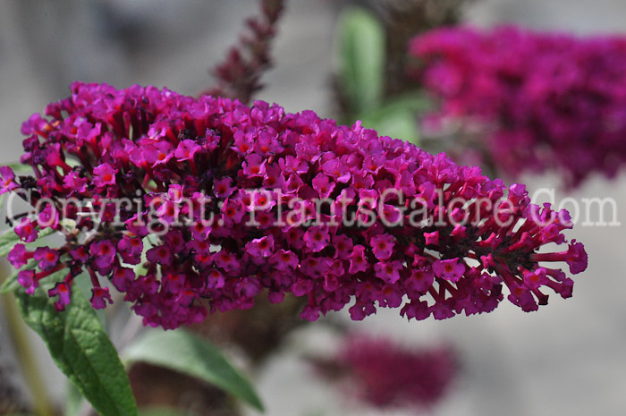PGC-S-Buddleia-davidii-Buzz-Velvet-813-1
