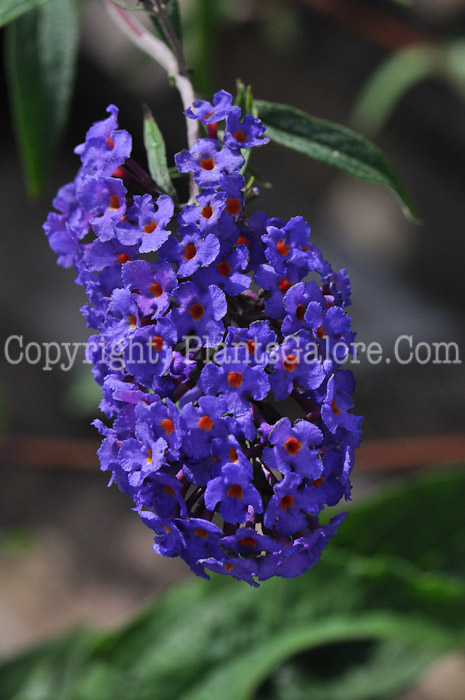 PGC-S-Buddleia-davidii-Nanho-Blue-813-1