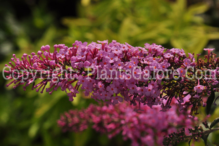 PGC-S-Buddleia-davidii-Pink-Delight-813-1