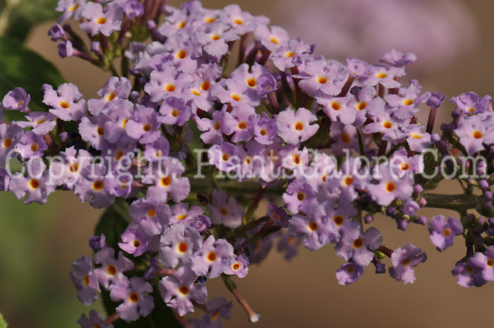 PGC-S-Buddleia-davidii-aka-Butterfly-Bush-2