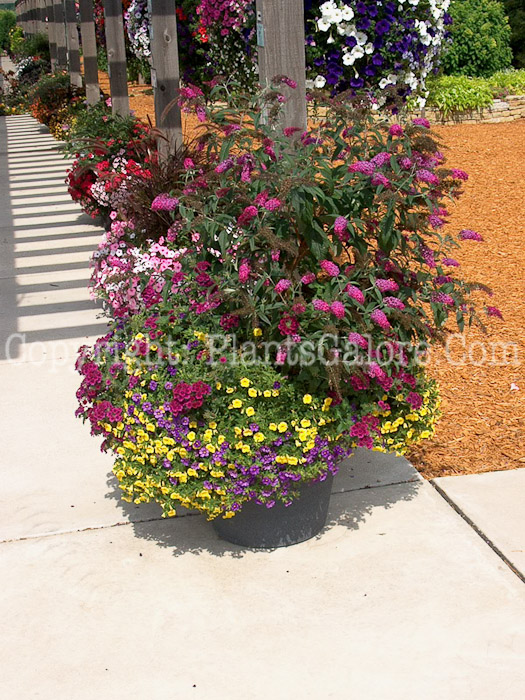 PGC-S-Buddleia-davidii-aka-Butterfly-Bush-5