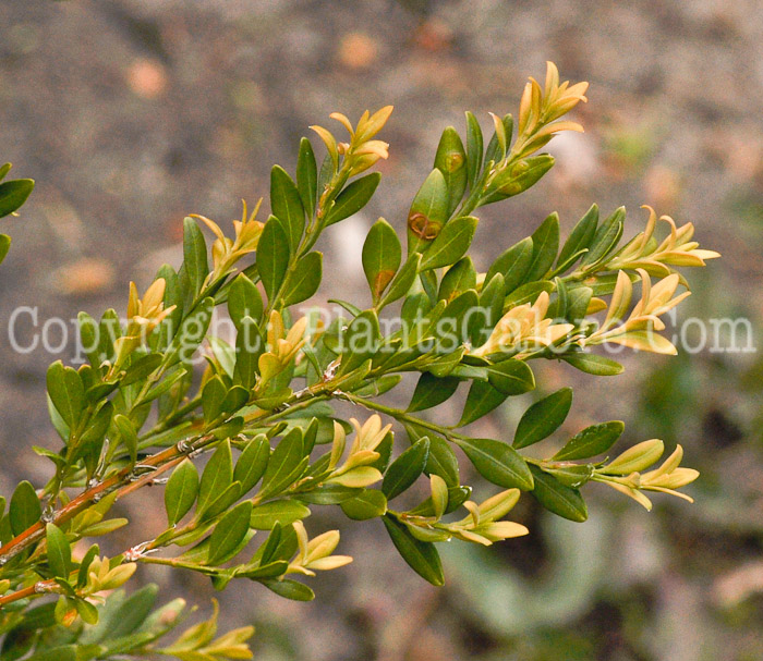 PGC-S-Buxus-microphylla-Green-Gem-aka-Green-Gem-Boxwood-4