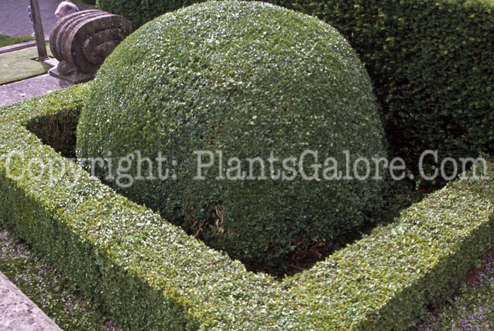 PGC-S-Buxus-sempervirens-aka-Common-Boxwood-2