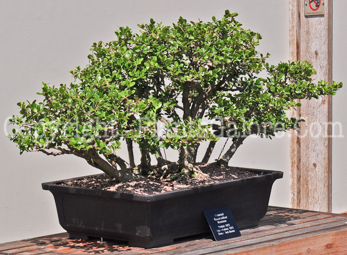 PGC-T-Buxus-aka-Boxwood-813-1