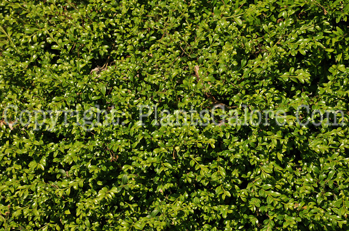 PGC-S-Buxus-microphylla-aka-Littleleaf-Boxwood-1