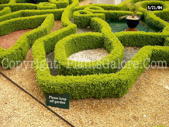 PGC-S-Buxus-sempervirens-aka-Common-Boxwood-4