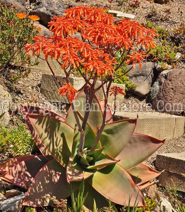 PGC-P-Babiana-aka-Baboon-Flower-0513-1