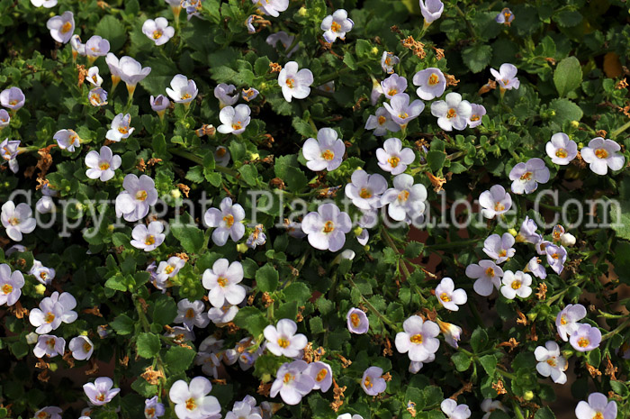 PGC-A-Bacopa-Bahia-Lavender-Blue-2010-001