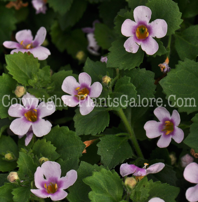 PGC-A-Bacopa-Bahia-Pink-Halo-2012-1