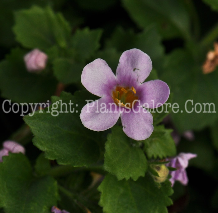 PGC-A-Bacopa-Bahia-Pink-Halo-2012-2