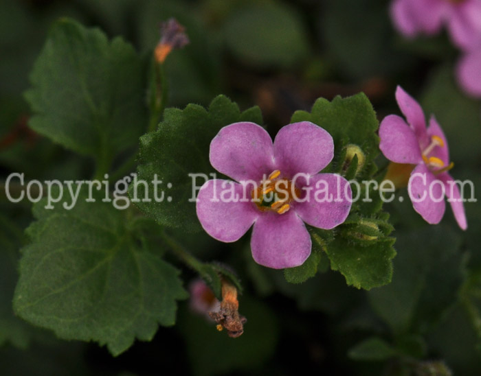 PGC-A-Bacopa-Bahia-Pink-Sand-2012-2