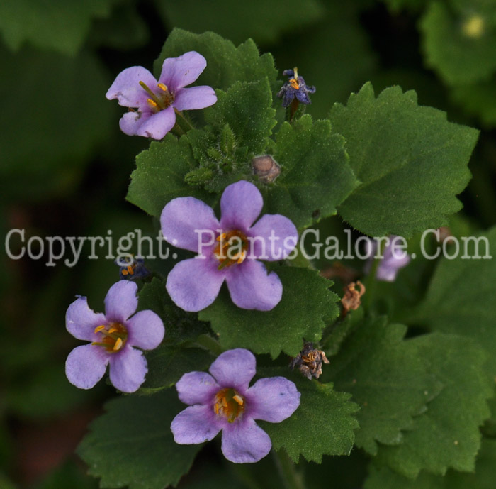 PGC-A-Bacopa-Bahia-Sky-Blue-2012-2