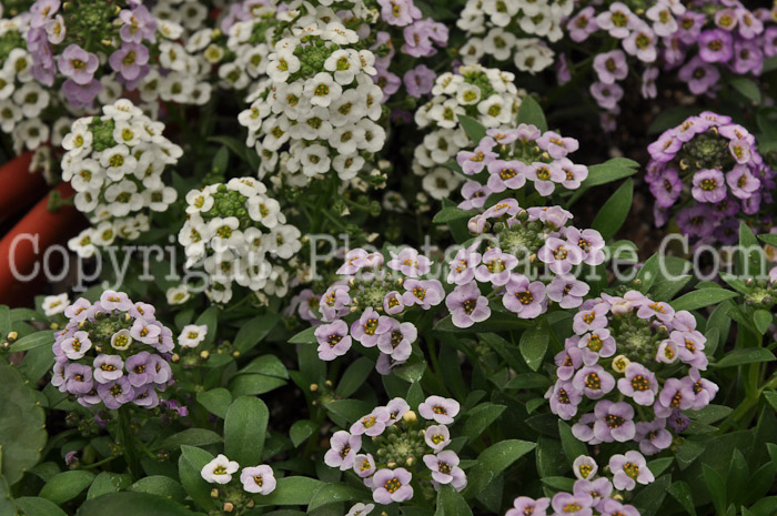 PGC-A-Bacopa-Great-Pink-Ring-2-2010