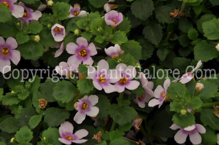 PGC-A-Bacopa-Great-Pink-Ring-3-2010