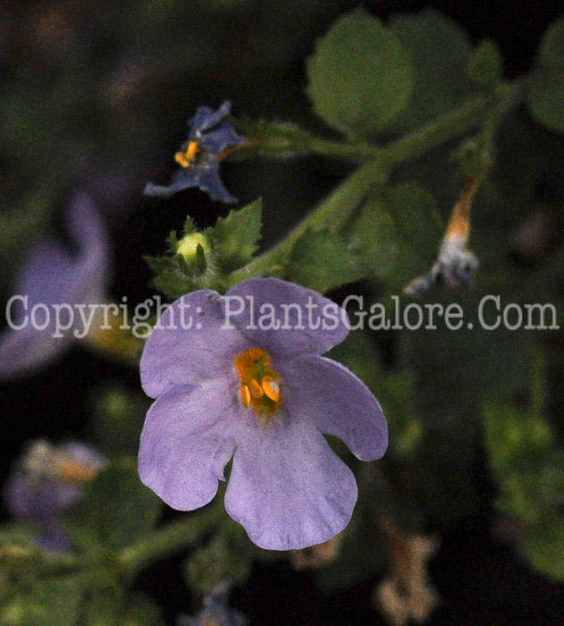 PGC-A-Bacopa-Jumbo-Lavender-xx-2010-001