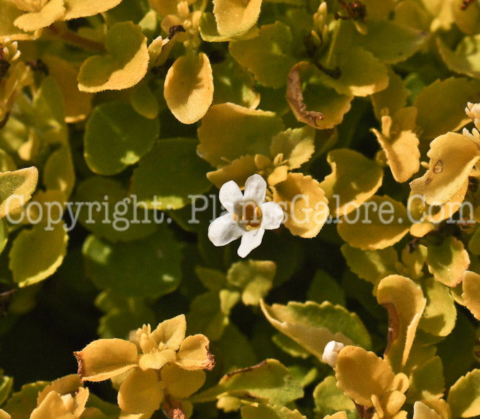 PGC-A-Bacopa-Scopia-Golden-Leaf-White-2010-001