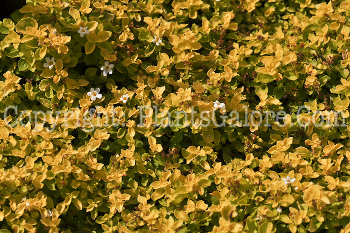 PGC-A-Bacopa-Scopia-Golden-Leaf-White-2010-002
