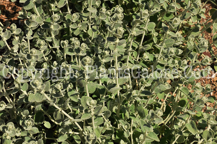 PGC-P-Ballota-pseudodictamnus-aka-Grecian-Horehound-1