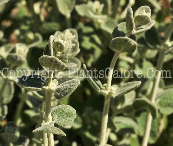 PGC-P-Ballota-pseudodictamnus-aka-Grecian-Horehound-3