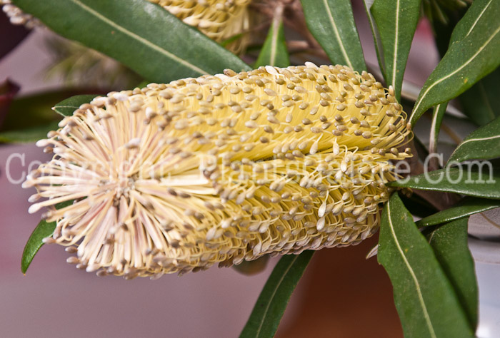 PGC-S-Banksia-0514c-1