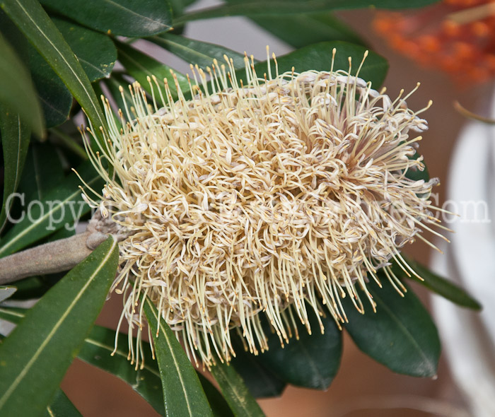 PGC-S-Banksia-0514c-2