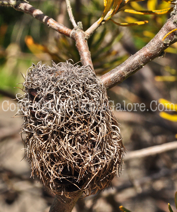 PGC-T-Banksia-marginata-0513-1