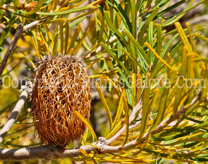 PGC-T-Banksia-marginata-0513-2