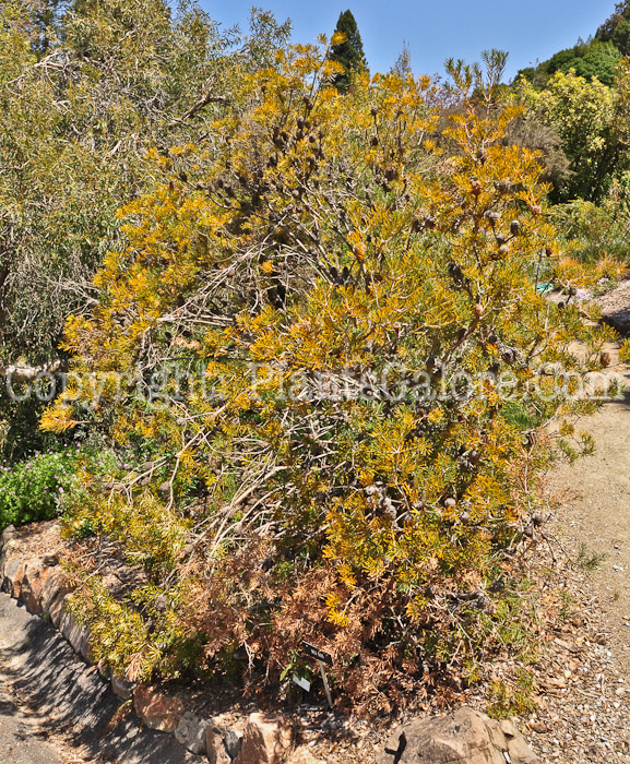 PGC-T-Banksia-marginata-0513-3