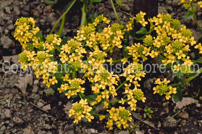 PGC-A-Barbarea-vulgaris-aka-Yellow-Rocket-3