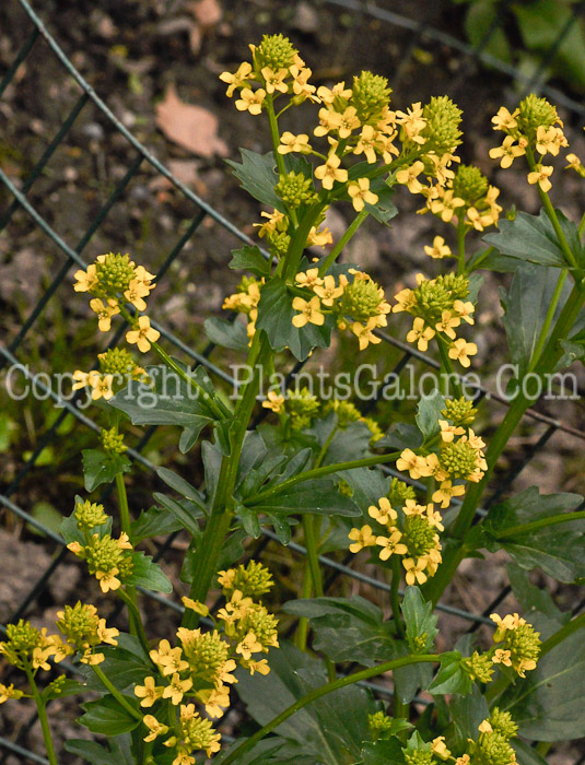 PGC-A-Barbarea-vulgaris-aka-Yellow-Rocket-4