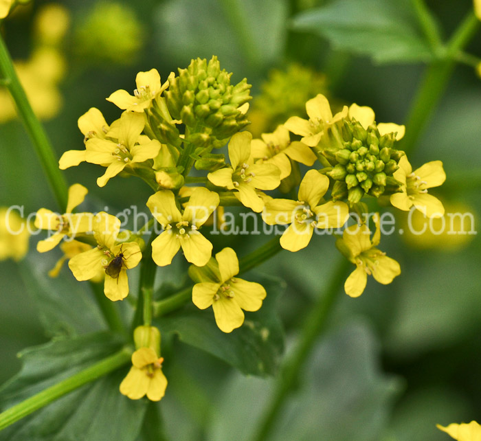 PGC-A-Barbarea-vulgaris-aka-Yellow-Rocket-5