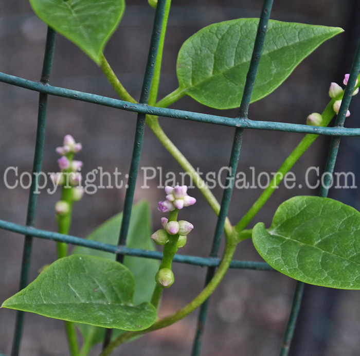 PGC-A-Basella-alba-aka-Malabar-Spinach-813dx-1