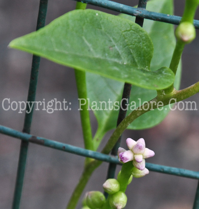 PGC-A-Basella-alba-aka-Malabar-Spinach-813dx-2