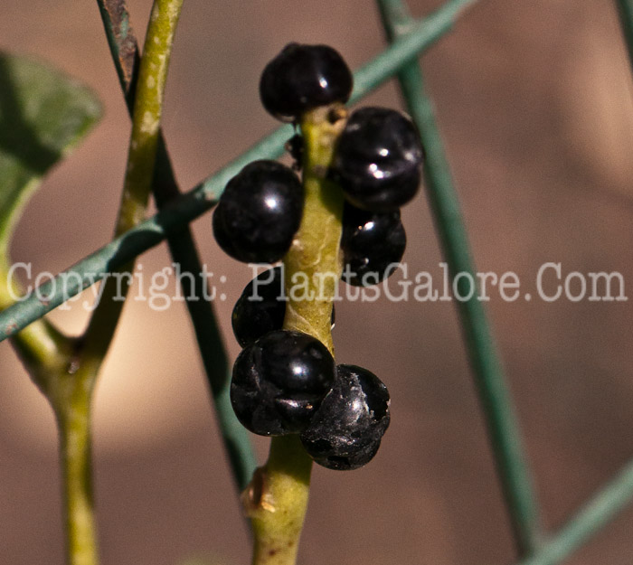 PGC-V-Basella-alba-aka-Malabar-Spinach-1013n-1