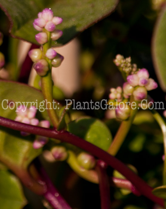 PGC-V-Basella-alba-aka-Malabar-Spinach-913e1-1